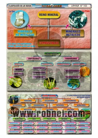 Clasificacion De Los Reinos
